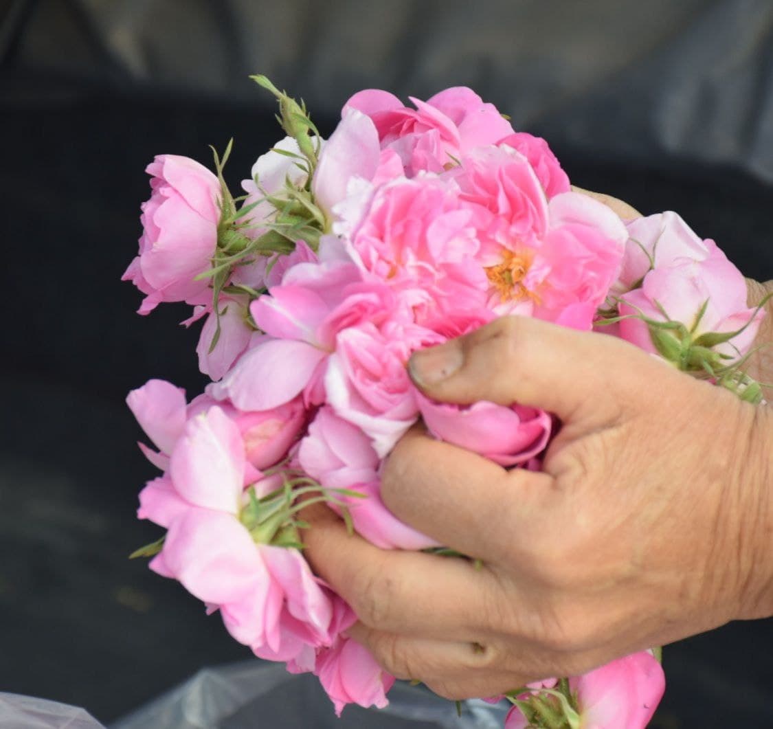 برداشت گل محمدی از ۱۸۰ هکتار از مزارع آران و بیدگل 