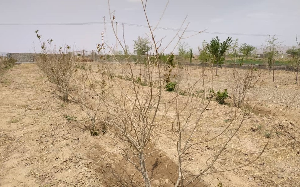 خسارت ۱۶۰ میلیارد تومانی خشکسالی به گندمکاران خراسان شمالی  