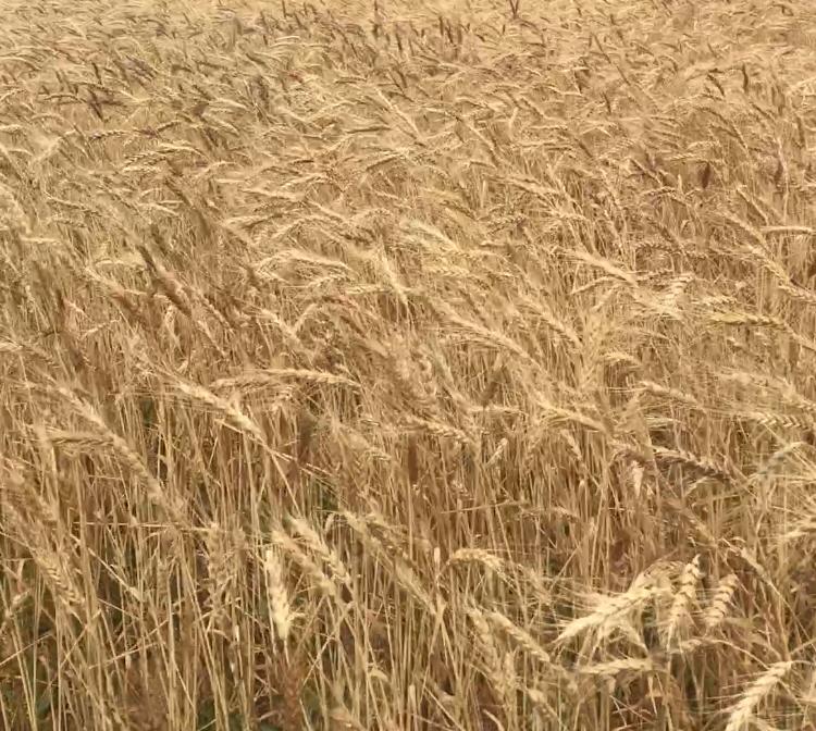 خرید بیش از ٣ هزار تن گندم بذری از گندم کاران سیستان و بلوچستان  