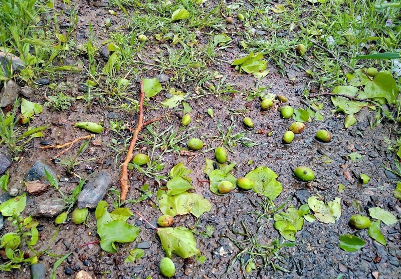 تگرگ و بارندگی به بخشی از باغ های شیروان خسارت وارد کرد