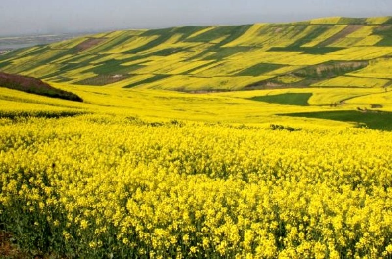 اختصاص ۵ هزار هکتار از اراضی کشاورزی استان لرستان به کشت کلزا