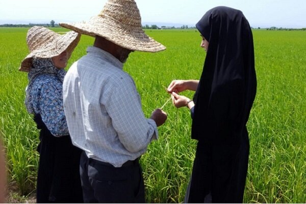 ۲۹ روستای آستارا تحت پوشش طرح بسیج همگام با کشاورز هستند