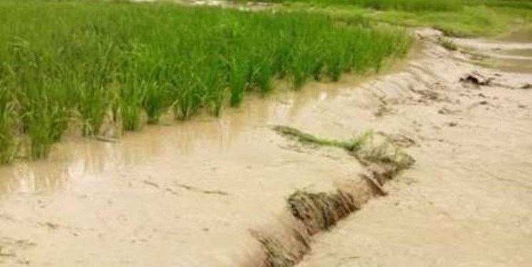 سیل به بخشی از اراضی کشاورزی شیروان خسارت وارد کرد