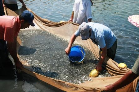 بیش از هزار تن ماهی کیلکا از دریای خزر صید شد