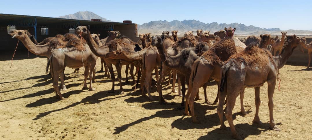 بزرگترین واحد پرورش شتر شیری کشور در زاهدان مشغول فعالیت است  