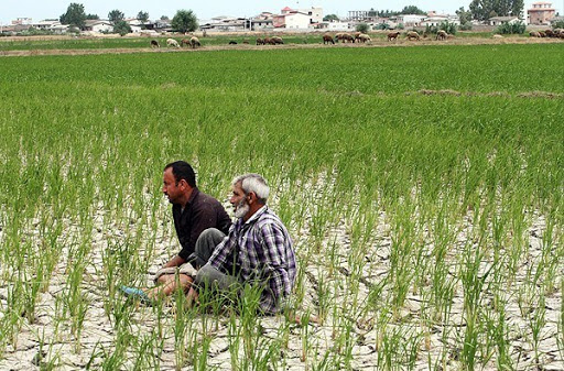 رنج شالیکاران گیلانی/ تنش آبی در استان جدی است