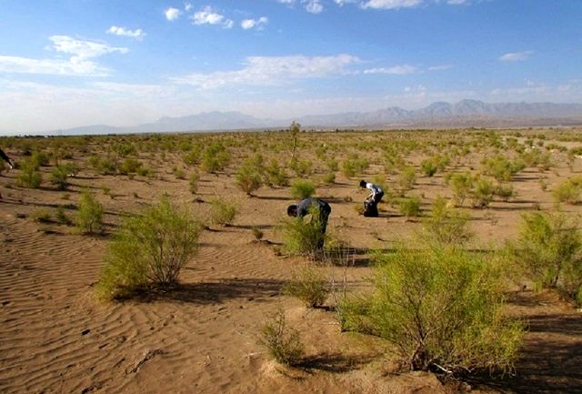 طرح‌های بیابان‌زدایی خراسان جنوبی نویدبخش اما ناکافی