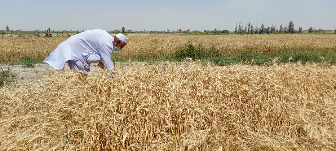  خرید گندم تضمینی از مرز یک میلیون تن گذشت 