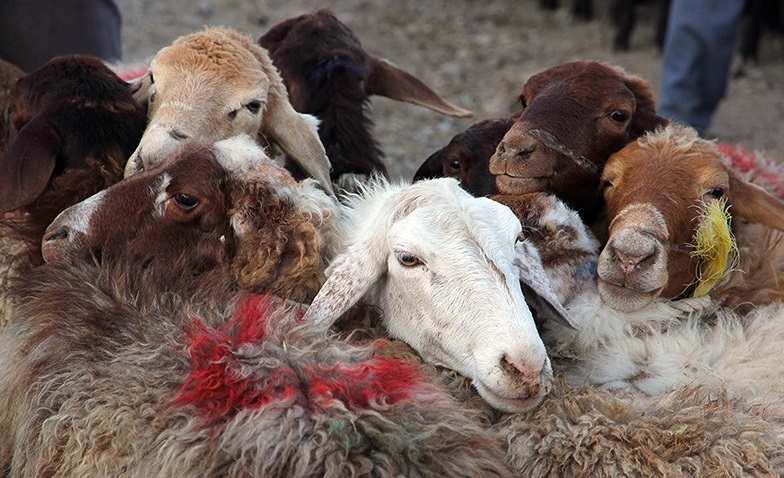 خرید ۲۰۰ راس گوسفند و گوساله زنده از تولیدکنندگان دام روستایی در فارس