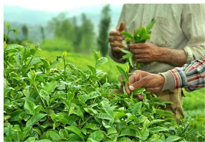 ۲۲ هزار و ۸۰۰ تن چای خشک در کارخانجات شمال کشور تولید شد