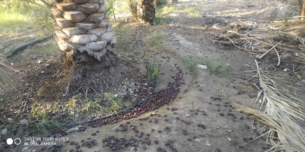 بارندگی و طوفان ۵٠ درصد از محصول خرمای فنوج را از بین برد 