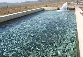 رونق پرورش ماهی در استخرهای ذخیره آب کشاورزی سربیشه  