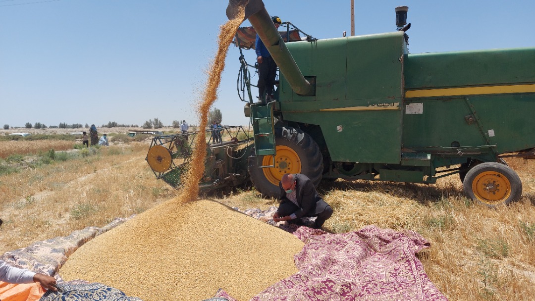 بیش از ۱۲ هزار میلیارد ریال بابت خرید گندم به کشاورزان کردستان پرداخت شد