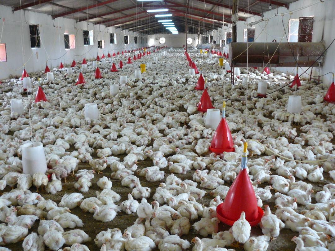 ٨ واحد صنعتی پرورش مرغ گوشتی جدید در سیب و سوران در حال ساخت است  