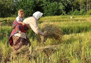 ۶۸درصد محصول برنج در گیلان برداشت شده است 