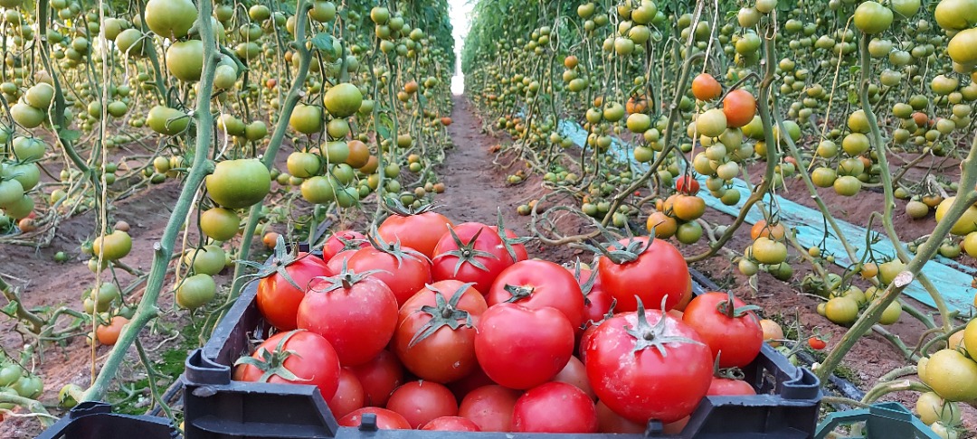 اختصاص ۴۵  درصد گلخانه های خاش به  کشت گوجه فرنگی/ تولید سالانه ۱۰هزار تن گوجه فرنگی