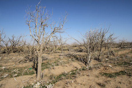 خیمه خشکسالی در خراسان جنوبی