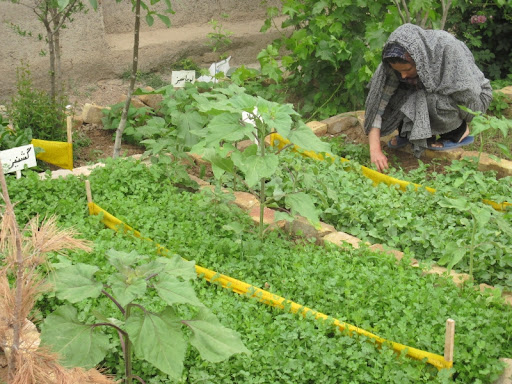 اجرای طرح بهبود تغذیه زنان روستایی و ایجاد باغچه های خانگی در گیلان 