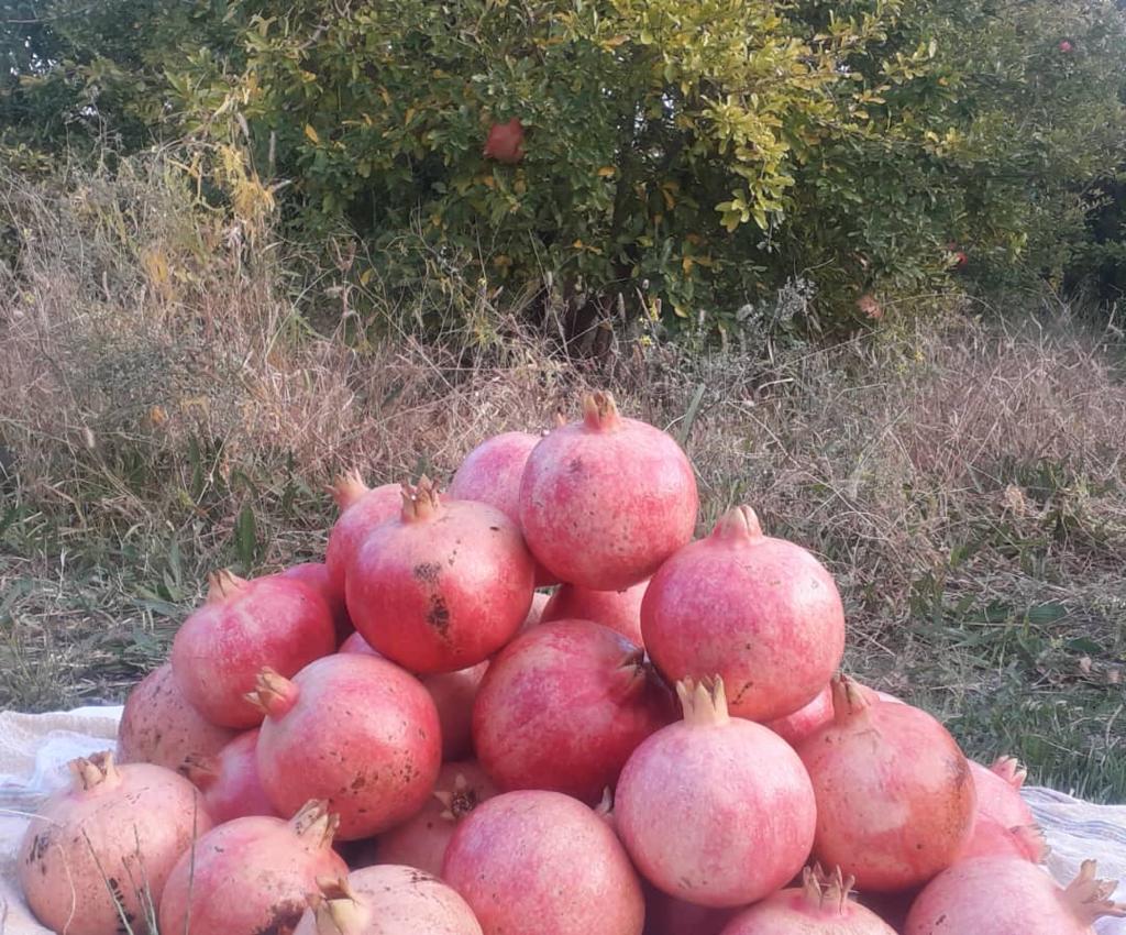 آغاز برداشت انار از باغات میرجاوه