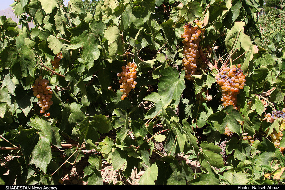  سرمایه گذاری ۲۰ میلیاردی برای ایجاد باغات در استان لرستان