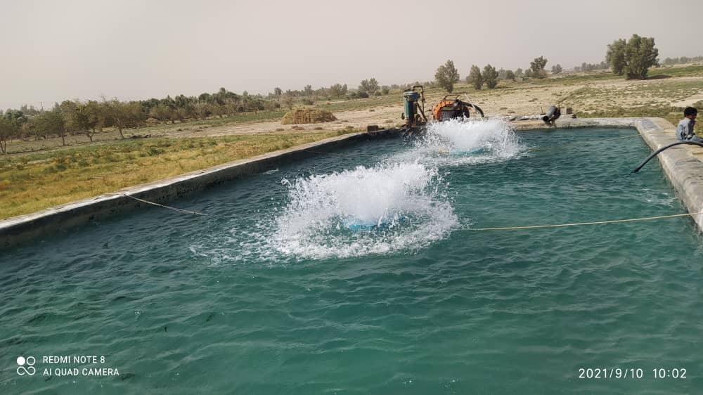 آغاز فصل پرورش ماهیان سردآبی در  سیستان و بلوچستان  