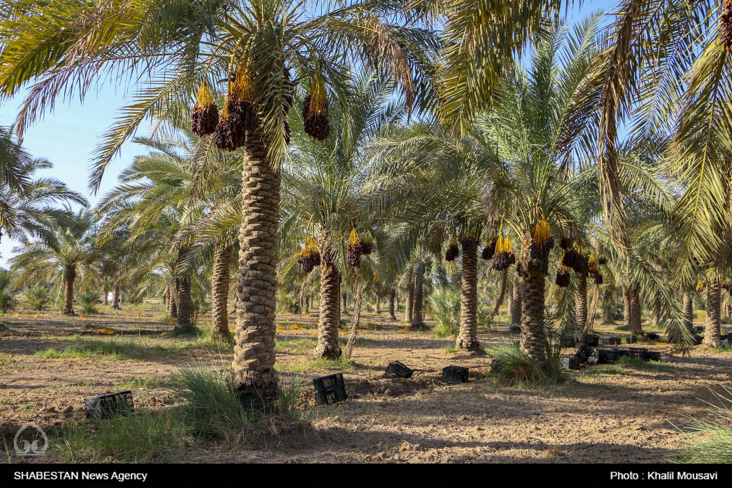 آغاز خوشه آرایی نخیلات در ۵۳۰۰ هکتار از نخلستان های جهرم