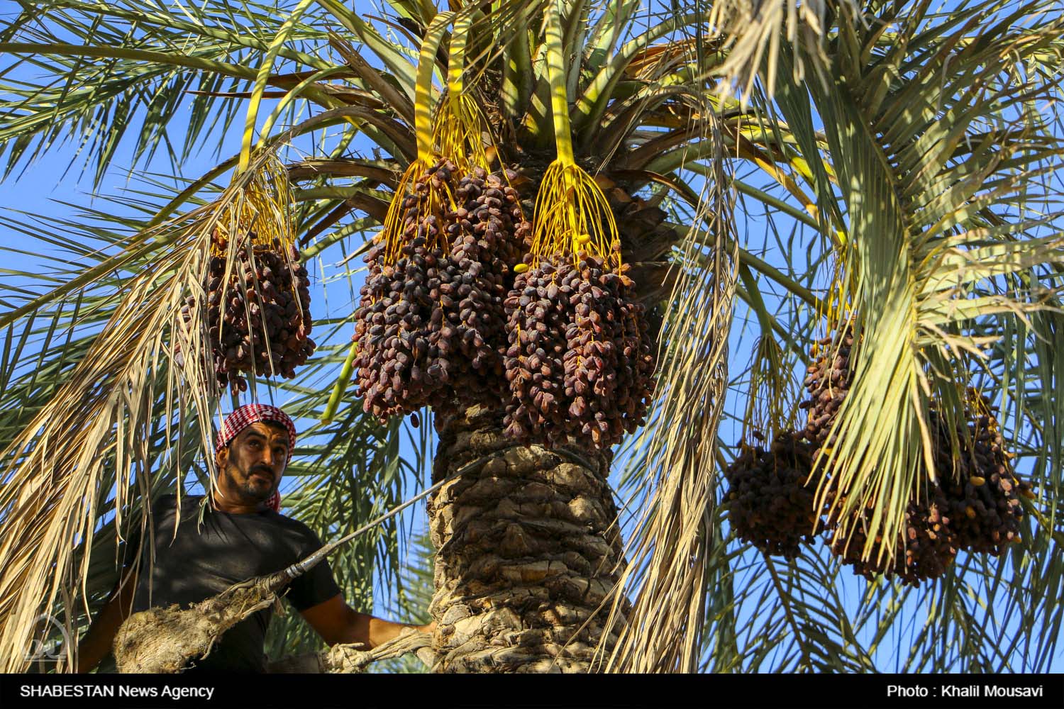  بیش از ۳.۵ میلیون تن خرمای استعمران خریداری شد 