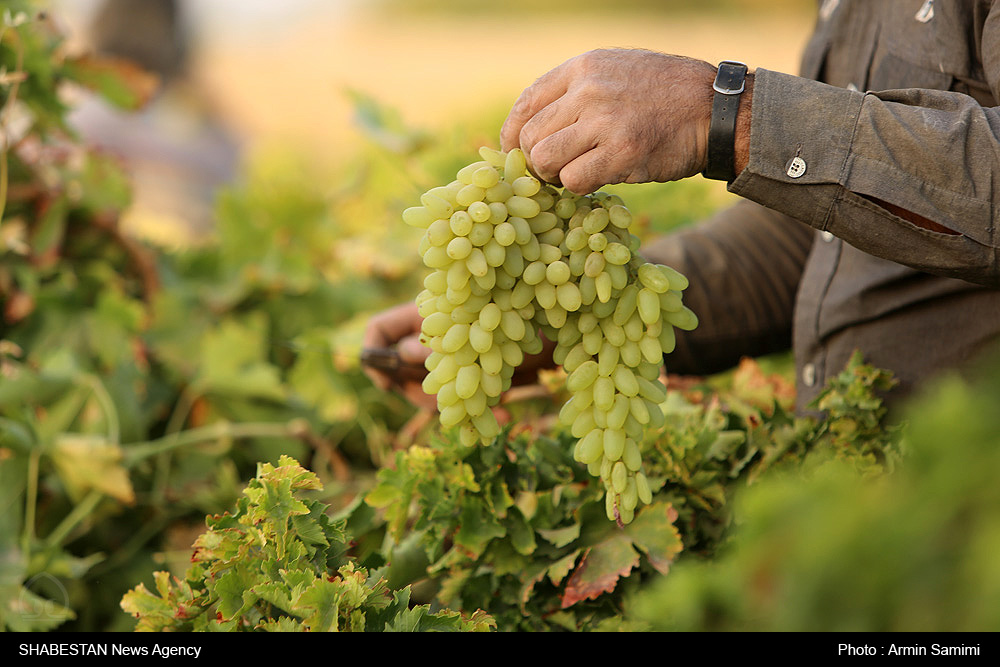 جای خالی خوشه های طلایی انگور در سبد تاکداران 