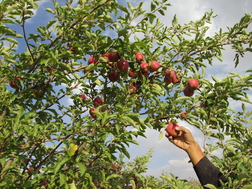 صادرات سیب به کشورهای همسایه