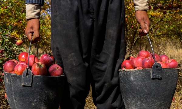 برداشت سیب قطب خراسان شمالی در سایه افزایش هزینه های تولید