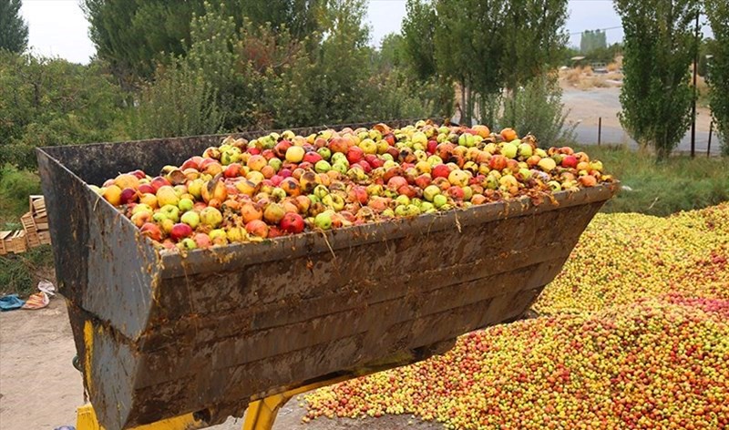 ۴۰ مرکز تعاون روستایی آماده خرید تضمینی سیب صنعتی از باغداران آذربایجان غربی 
