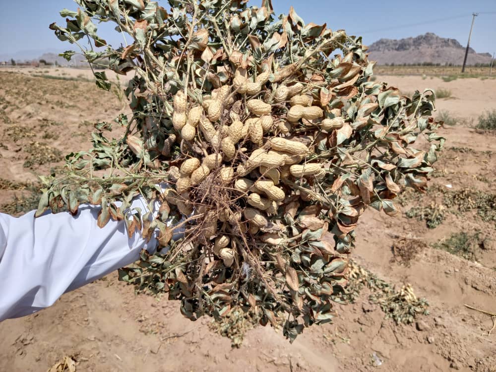 برداشت یک تن بادام زمینی از مزرعه الگویی در شهرستان خاش  