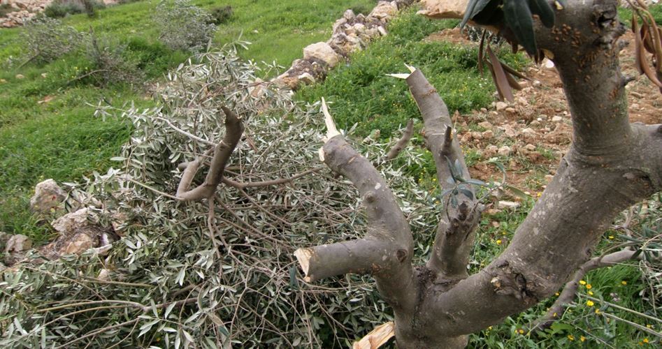 اشغالگران صهیونیست بیش از ۹هزار درخت را در کرانه باختری قطع کردند