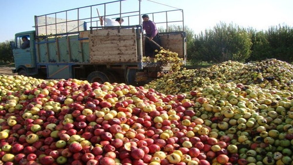 ۴۱ هزار تن سیب صنعتی در آذربایجان غربی خریداری شد