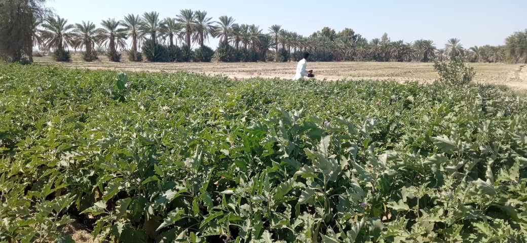 آغاز برداشت بادمجان و فلفل از ٣٠٠ هکتار از اراضی کشاورزی شهرستان راسک  