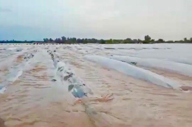 خسارت سنگین بارندگی‌ها  به کشاورزی شهرستان دلگان  