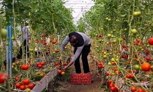 بزرگترین طرح گلخانه خراسان شمالی برای هزار نفر اشتغالزایی می کند   