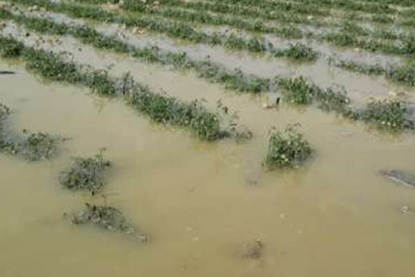 خسارت بیش از ۸۰ درصدی سیل به اراضی کشاورزی روستای بجگوئیه/کشاورزان جغینی چشم انتظار چاره اندیشی مسئولان 