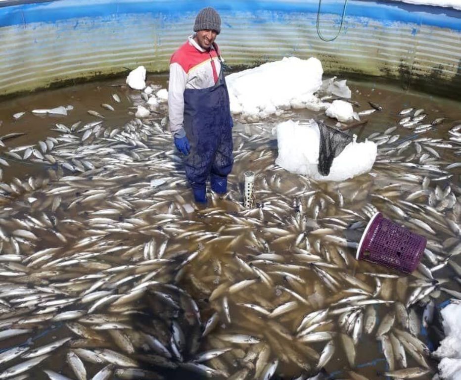 بهره برداری از سه مزرعه پرورش ماهی در لرستان