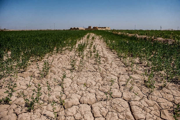 ۲۸ درصد مساحت شیروان تحت تاثیر خشکسالی است