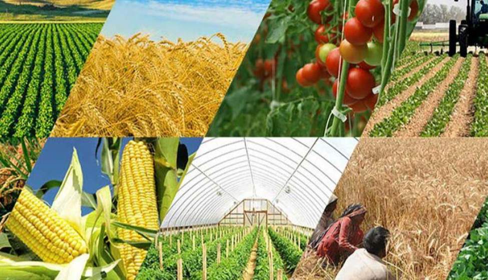  رتبه‌های ۳ تا ۱۹ ایران در تولید ۲۰ محصول مهم کشاورزی جهان