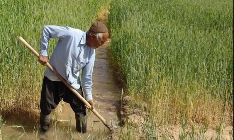 بارش باران و خوشحالی کشاورزان