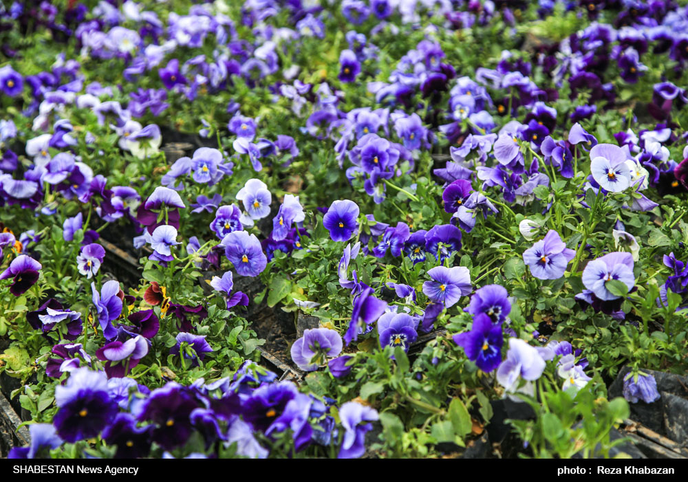 آغاز نهضت زیباسازی شهر ارومیه