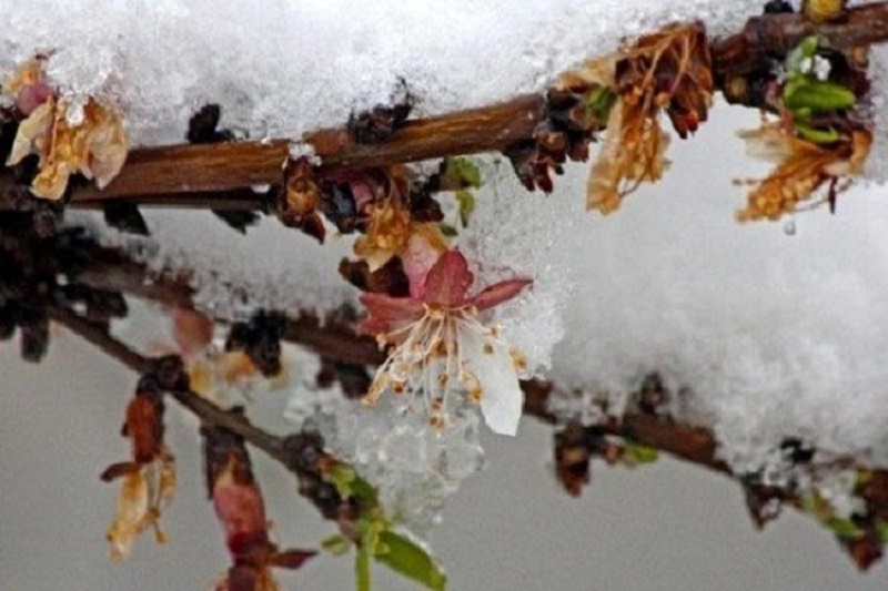 هشدار هواشناسی خراسان شمالی نسبت به سرمازدگی محصولات 