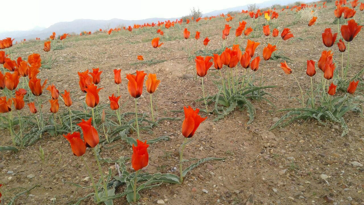 خودنمایی دشت لاله های رنگارنگ بسطاق در طبیعت بهاری