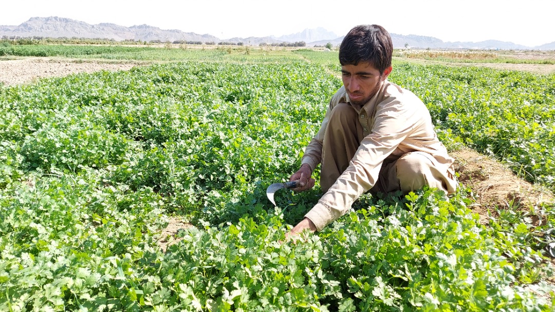 سبزی معطر خاش بر سر سفره های افطاری مردم سیستان و بلوچستان  