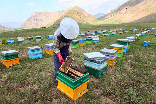 عدم پوشش گیاهی مناسب، از علل مهم توزیع شکر بین زنبورداران است