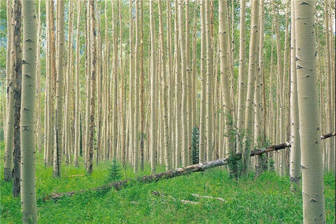 مزایای اقتصادی صنوبرکاری / تنزل گیلان در زراعت چوب 