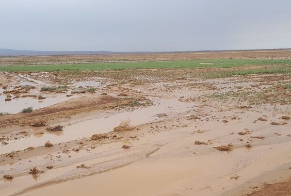 سیل به ۲۴۵ هکتار از اراضی شیروان خسارت وارد کرد