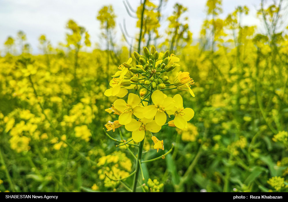 ۸۰ تُن کُلزا به مرکز خرید اتحادیه تعاون روستایی تحویل داده شد